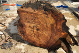 There's no telling how long this freshly cut hard wood log had been floating down the Potomac River toward the Southwest Watefront. (WTOP/Kristi King)