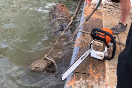 Who knew chain saws can be used partially submerged in water? (WTOP/Kristi King)