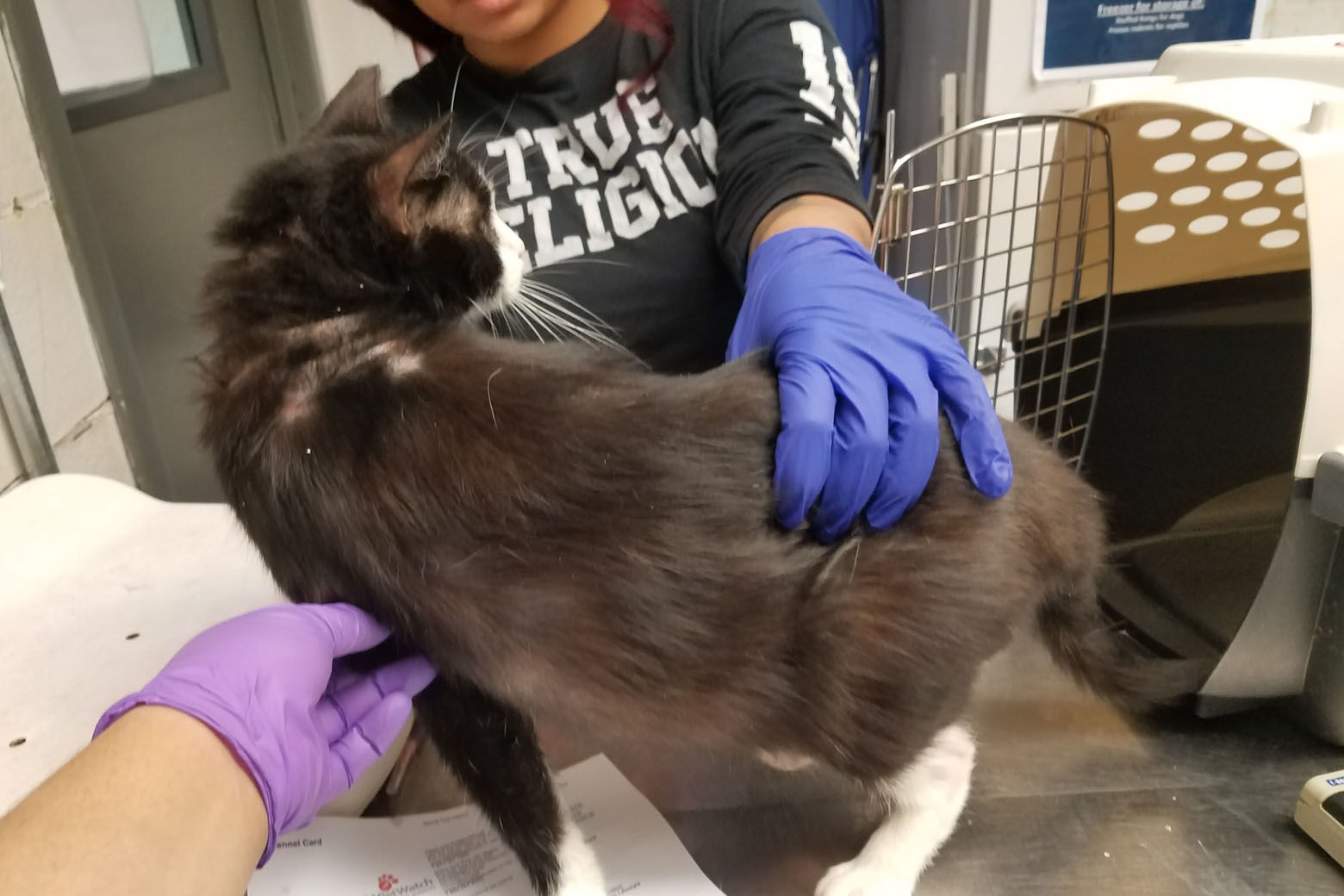 This cat, Foxglove, was suffering from a skin condition. (Courtesy Humane Rescue Alliance)