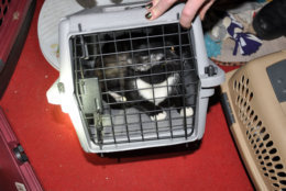 Authorities said they found more than 40 cats inside the woman's one-bedroom in Northeast D.C. apartment, including several who were flea-ridden, underweight and suffering from skin infections and open wounds. (Courtesy Human Rescue Alliance)
