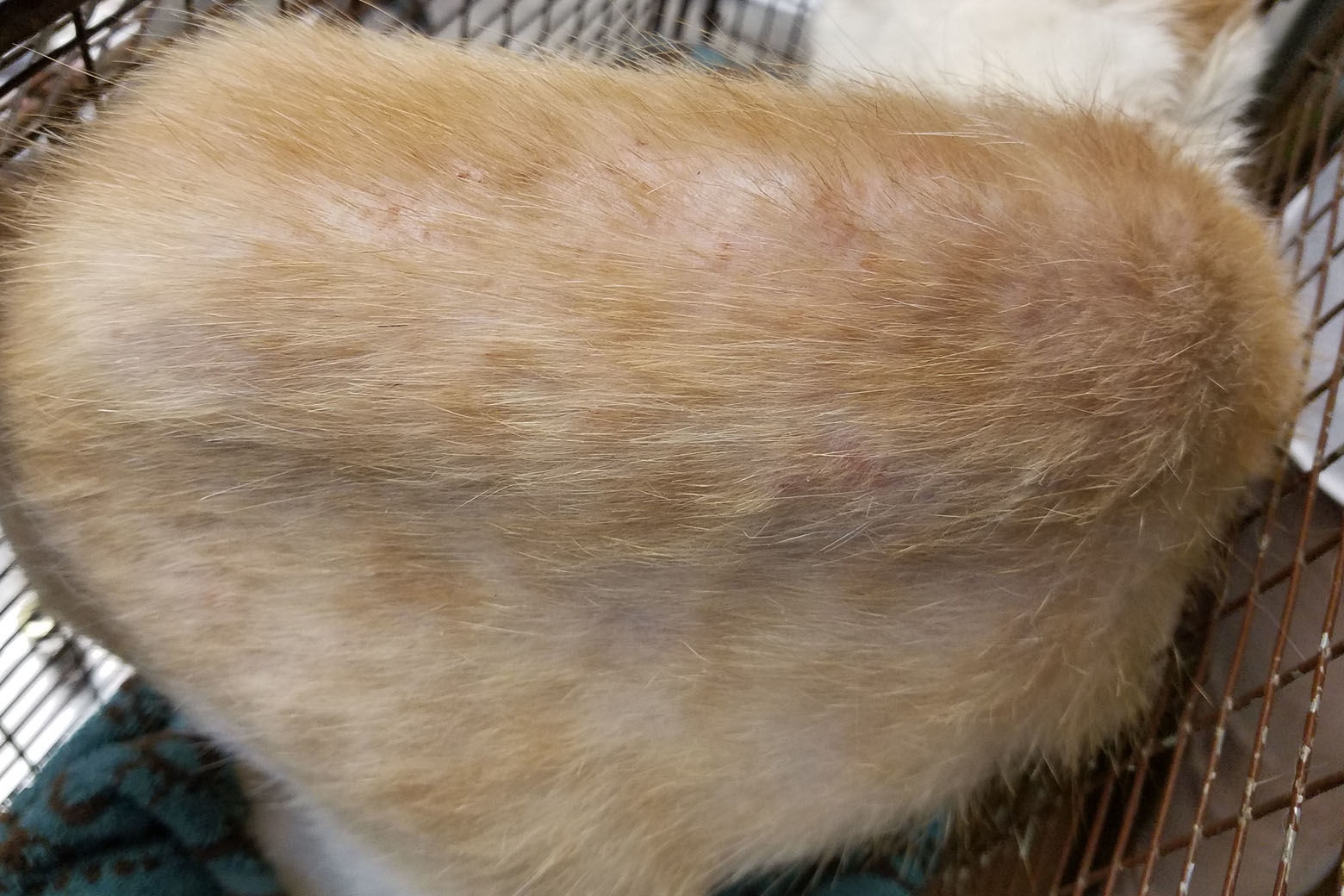 Several of the cats have been adopted and are doing better. This photos show a skin condition on cat named Daffodil. (Courtesy Humane Rescue Alliance)