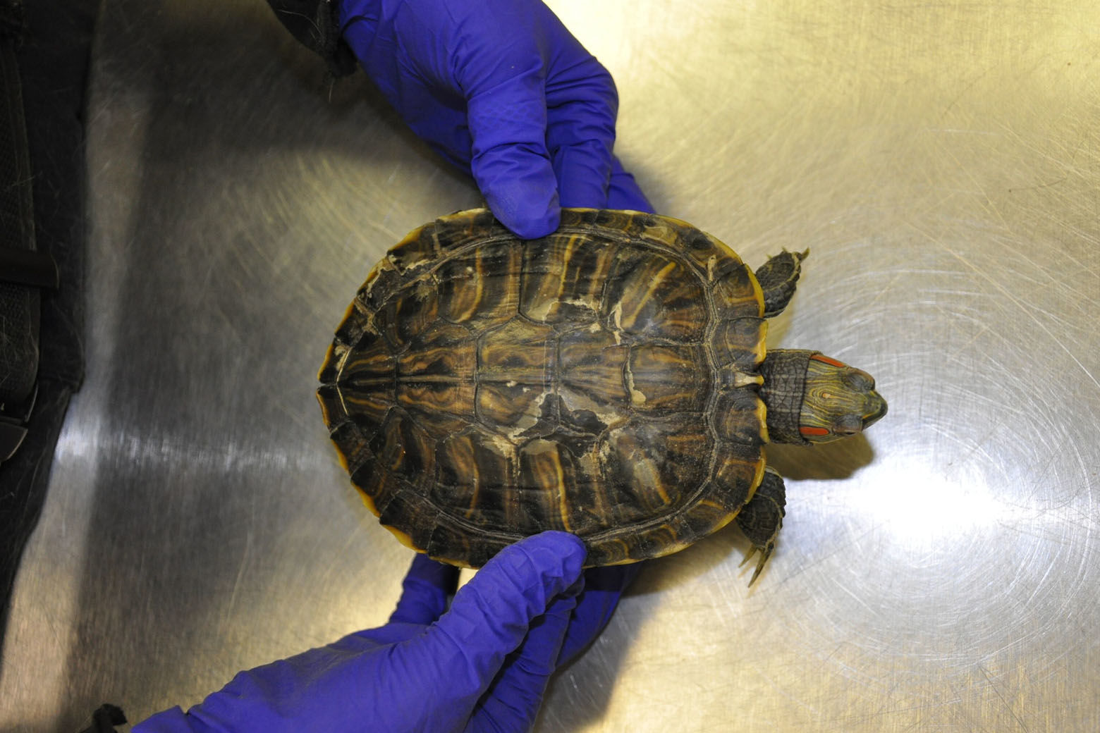 The turtles were confined in a tank with dirty water and appeared to have ammonia scalding on their skin and shells. (Courtesy Humane Rescue Alliance)