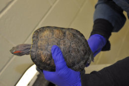 The turtles were confined in a tank with dirty water and appeared to have ammonia scalding on their skin and shells. (Courtesy Humane Rescue Alliance)