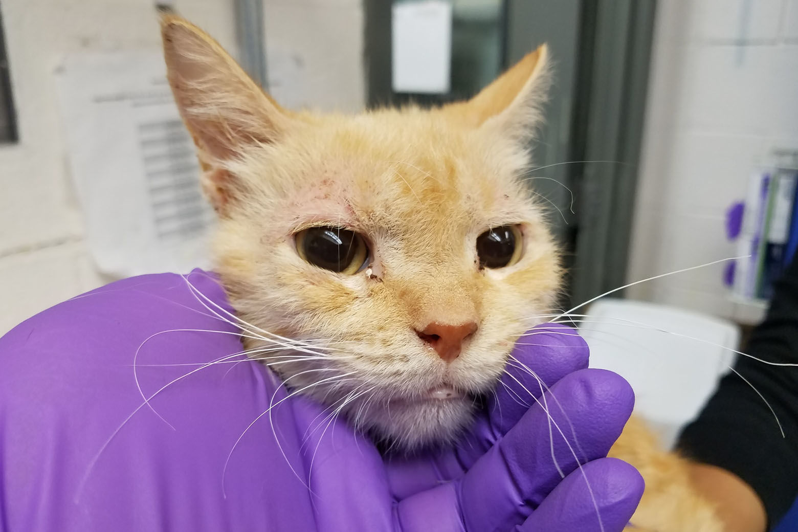Several of the cats have been adopted and are doing better. This photos show a cat named Sunflower during intake. (Courtesy Humane Rescue Alliance)