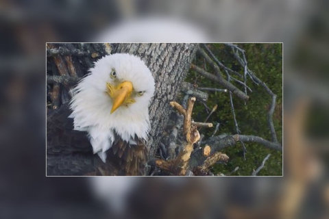 Eagle-eyed viewers watch for eggs in nest of other famous DC bald eagle pair
