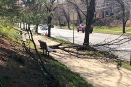 A person walking in North Bethesda, Maryland, was seriously injured Tuesday morning by a falling tree branch. (WTOP/Melissa Howell)