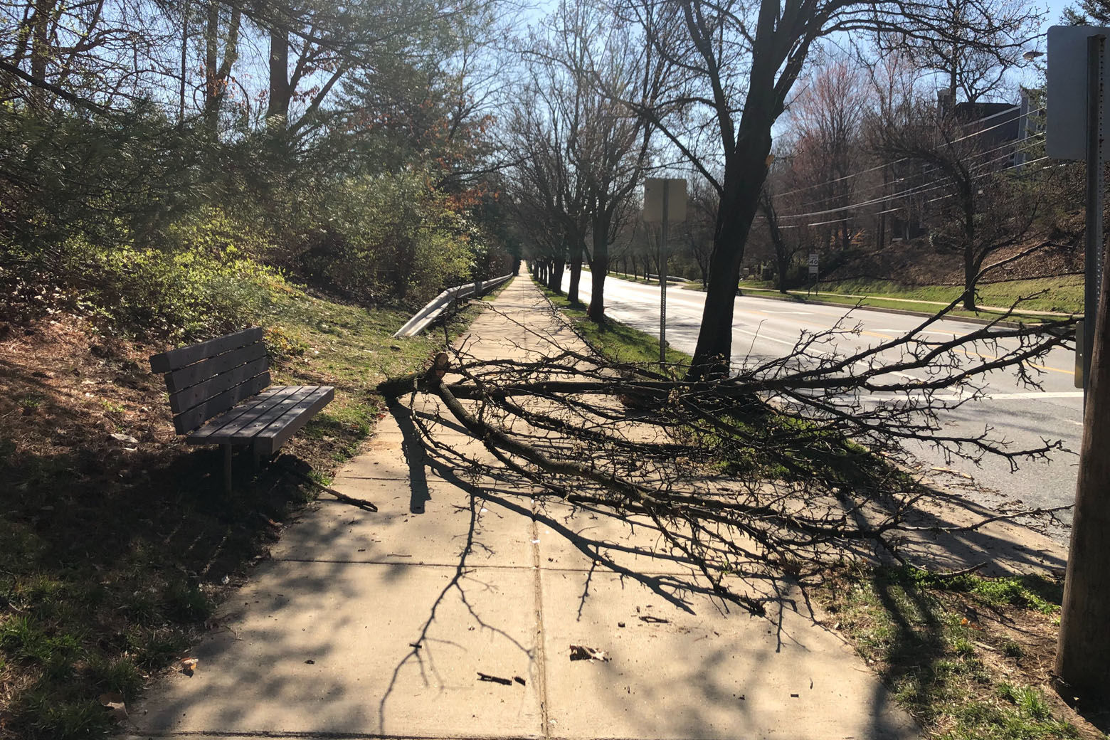 A person walking in North Bethesda, Maryland, was seriously injured Tuesday morning by a falling tree branch. (WTOP/Melissa Howell)