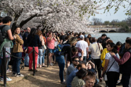Tourists compete for a glimpse of the cherry blossoms along the Tidal Basin on March 30. On what may turn out to be the busiest day for blossom tourism, parts of the shore walk along Maine Avenue, SW were effectively standing room only. (WTOP/Alejandro Alvarez)