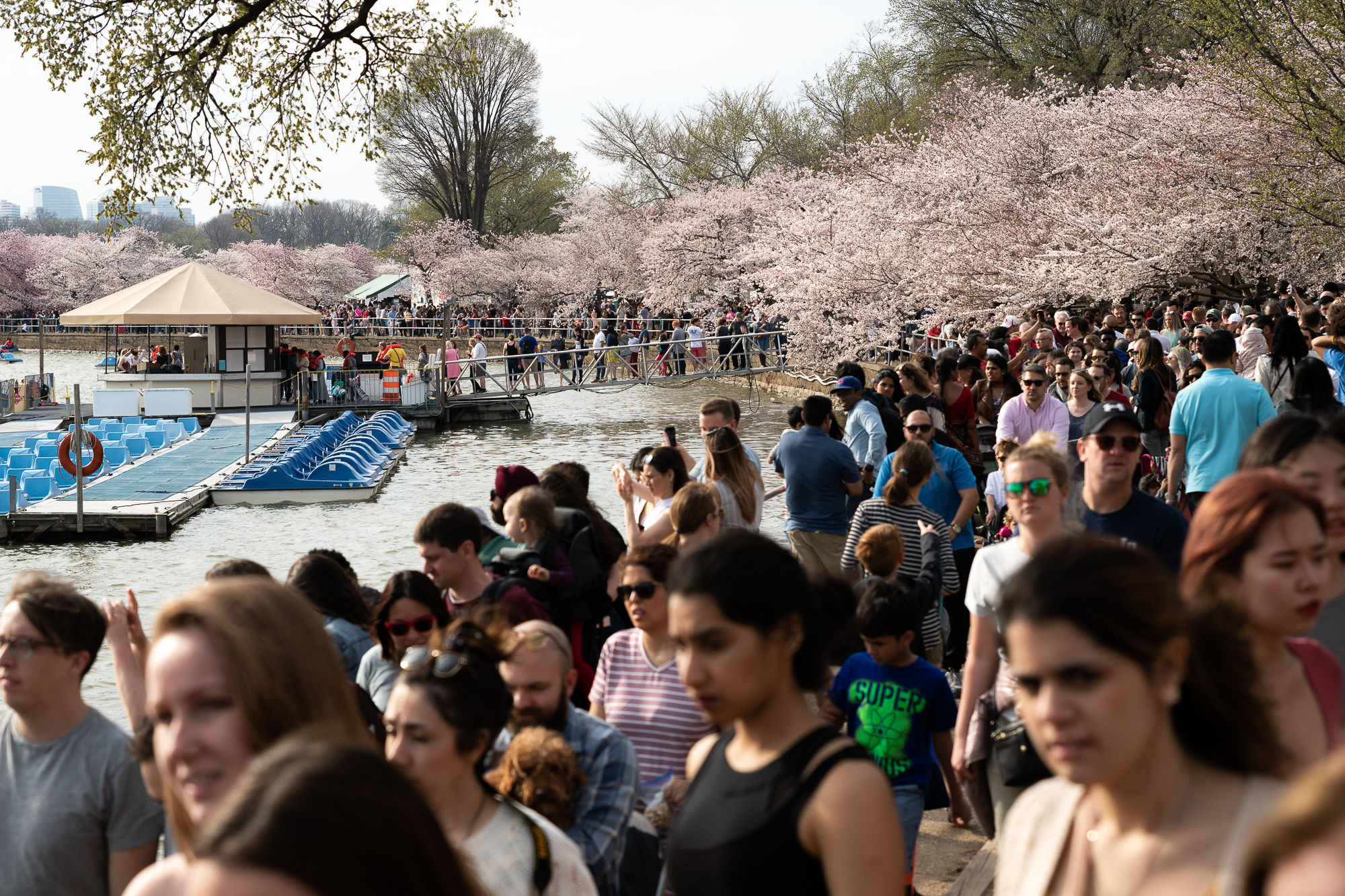 Crowd at National Cherry Blossom Festival (Sakura Matsuri