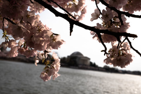 Park Service warns about Cherry Blossom crowds on the Tidal Basin this weekend