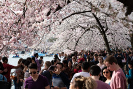A large group of people take in the blossoms on the TIdal Basin shoreline runnig parallel to Maine Avenue, SW on March 30. (WTOP/Alejandro Alvarez)