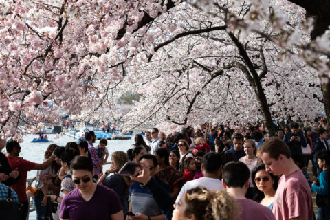 Organizers: Coronavirus fears won’t derail DC’s Cherry Blossom Festival