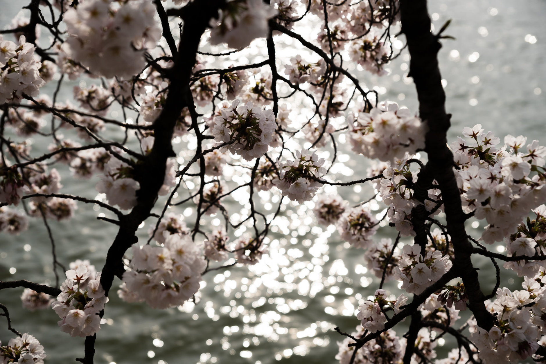 Cherry blossoms are seen over the sun's reflection March 30 on the Tidal Basin. (WTOP/Alejandro Alvarez)
