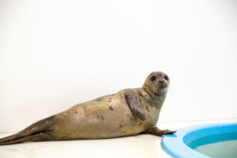 Juvenile harp seal named Sally Ride in National Aquarium Animal Rescue | February 22, 2019