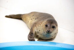 Juvenile harp seal named Sally Ride in National Aquarium Animal Rescue | Feb. 22, 2019. (Courtesy National Aquarium)