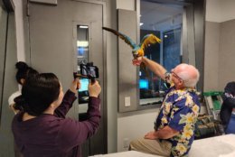 Polly the parrot flaps her wings in Studio B with New Jersey Birdman Bill Middleton while talking with WTOP's Ginger Whitaker and NNahal Amouzadeh. (WTOP/Mike McMearty)