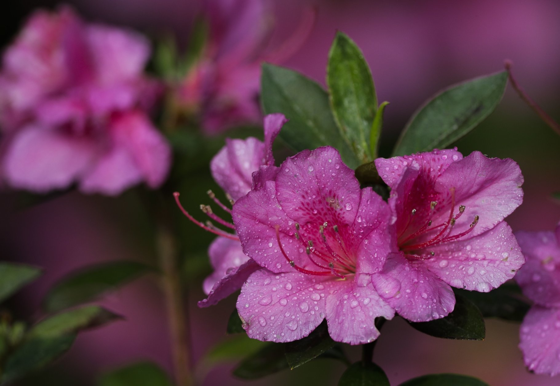 An azalea is seen during a practice round for the Masters golf tournament Wednesday, April 4, 2018, in Augusta, Ga. (AP Photo/David J. Phillip)