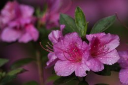 An azalea is seen during a practice round for the Masters golf tournament Wednesday, April 4, 2018, in Augusta, Ga. (AP Photo/David J. Phillip)