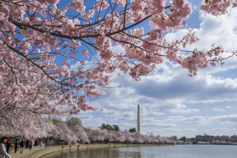 Alternative places to see cherry blossoms in DC region