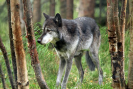 Denali, a male gray wolf, walks between trees at the Alaska Zoo on Wednesday, Sept. 5, 2012, in Anchorage, Alaska. The 6-year-old wolf  is one of two candidates for zoo "president" in a fundraiser that matches the timing of the U.S. presidential race. He's running against Ahpun, a polar bear, and ballots are $1. (AP Photo/Dan Joling)