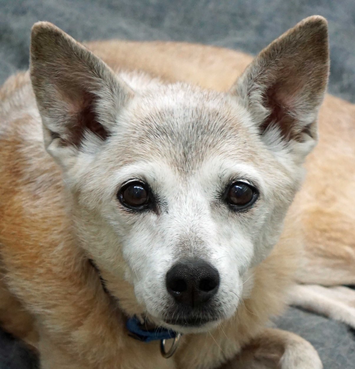 <p><strong>Allie</strong>, a sweet senior girl, also came to HRA when her previous owners could no longer care for her. She was later adopted.</p>
