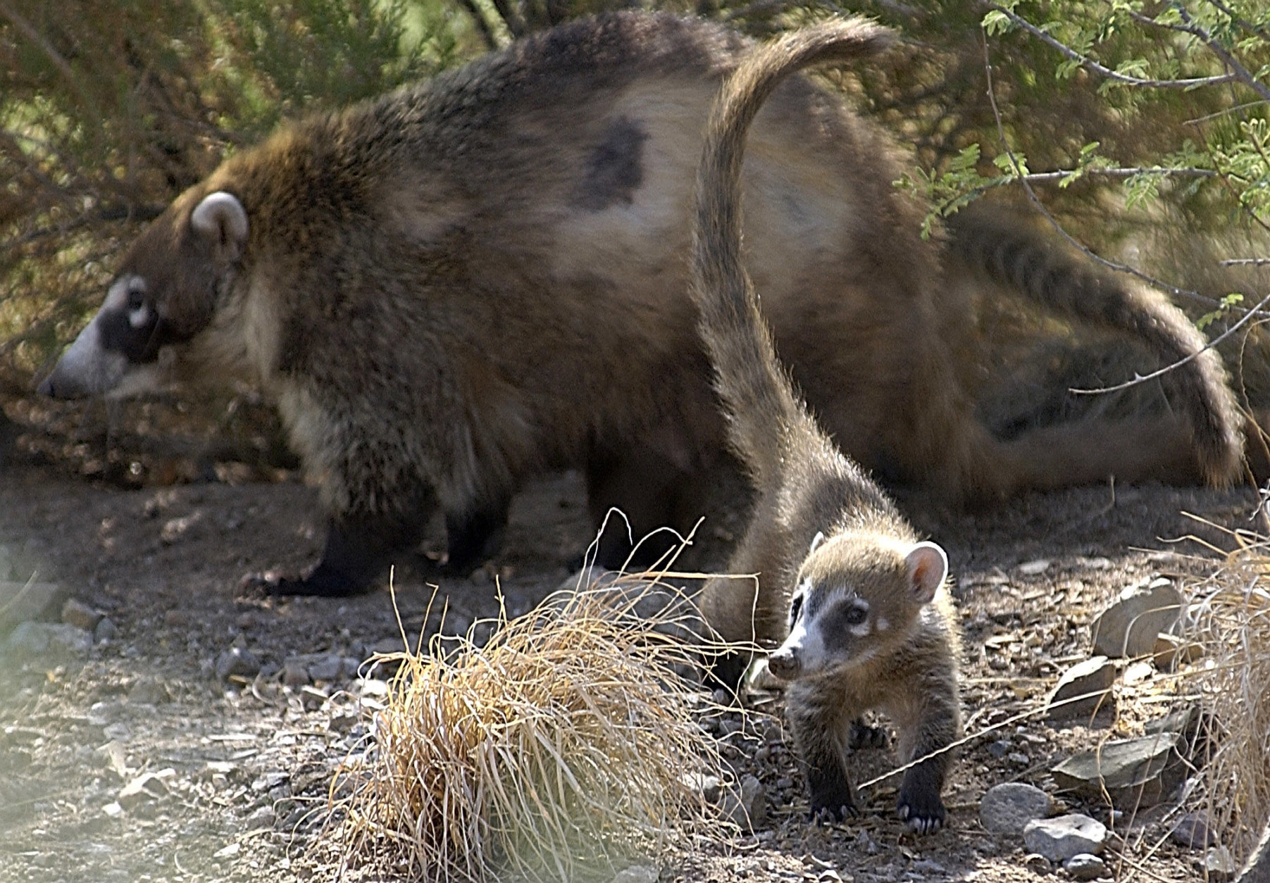 A baby Coati and its mother search for food as they are introduced to their new exhibit area at the Arizona-Sonora Desert Museum near Tucson, Ariz., Thursday, Aug. 29, 2002. The mother Coati had a litter of five on June 14 and will be seen by the public for the first time during the museum's 50th birthday celebration over the Labor Day weekend. (AP Photo/Jon Hayt)