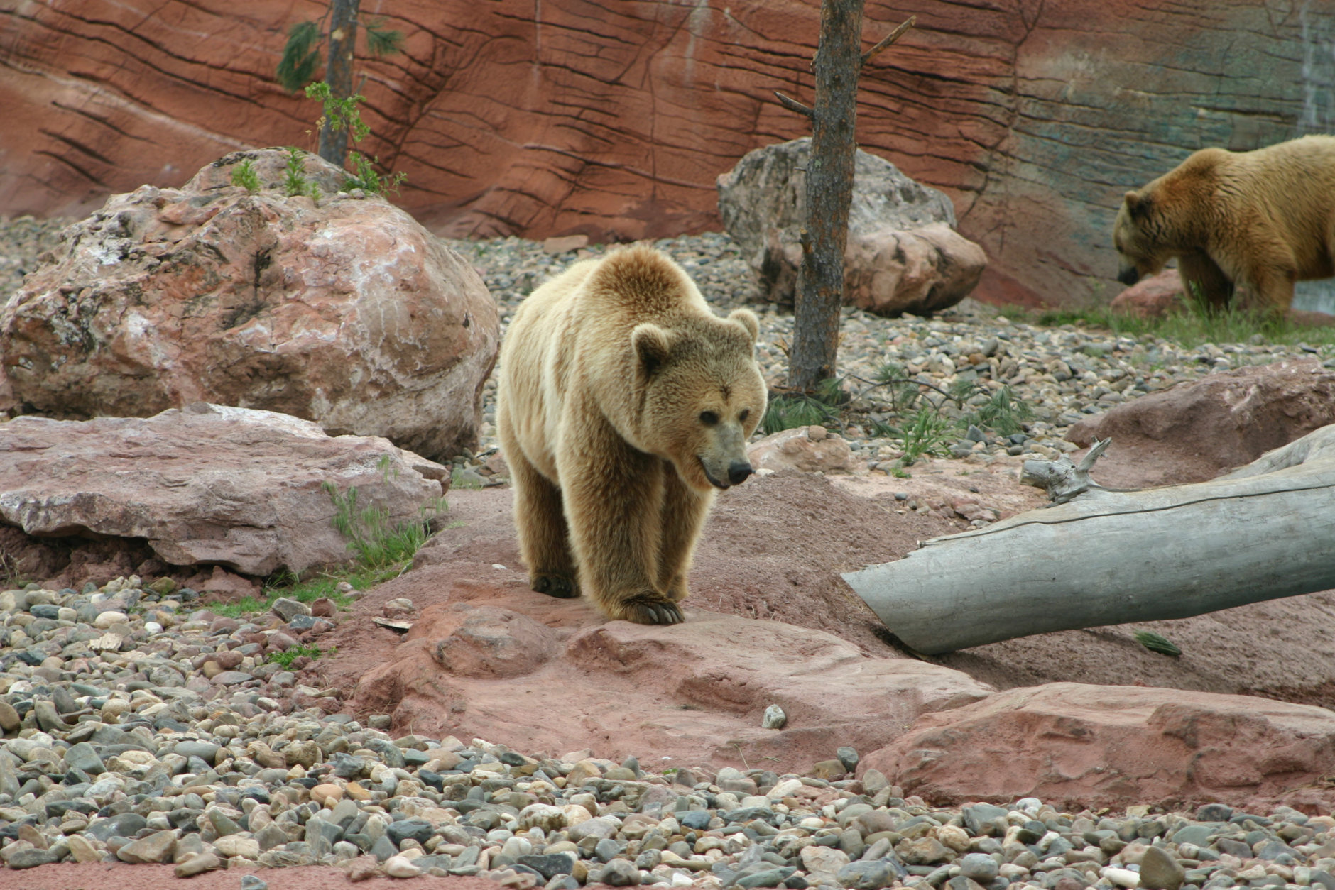 Great grizzly bear walking with mama bear