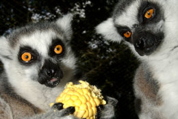 Two ring-tailed lemurs at the Tallahassee Museum of History and Natural Science, attempt to settle the dilemma of one ear of corn between them, Wednesday, June 26, 2002. The lemurs, native to Madagascar, are on loan to the museum's guest animal habitat from the Brevard Zoo, in Melbourne, Fla. (AP Photo/Phil Coale)