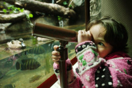 ** ADVANCE FOR WEEKEND EDITIONS, MAY 25-27 **Six year-old Bailey Bass of Garrison, N.Y., peers through a telescope to look at wildlife at the Bronx Zoo Tuesday, May 14, 2002, in New York. When non-New Yorkers think of the Bronx, Yankee Stadium and the Bronx Zoo come to mind. But there's much more than baseball and beasts in the only part of Gotham that's on the U.S. mainland. (AP Photo/Kathy Willens)