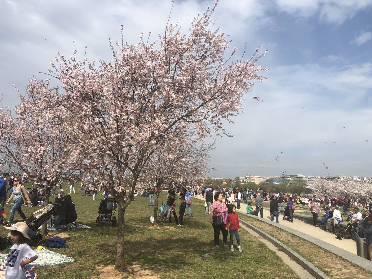 Some trees have already reached the final stage of the blooming process, but peak bloom is projected to be April 1-3. (WTOP/Melissa Howell)