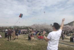 Crowds gather to see the kites and cherry blossoms on March 30, 2019. (WTOP/Melissa Howell)