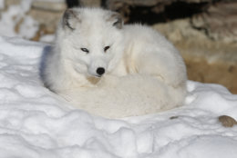 Nola the arctic fox curls up on the snow, at Denver Zoo, which was closed to the public due to extreme cold, in Denver Thursday Dec. 5, 2013. A wintry storm pushing through the western half of the country has brought bitterly cold temperatures that prompted safety warnings for residents in the Rockies and threatened crops as far south as California. (AP Photo/Brennan Linsley)