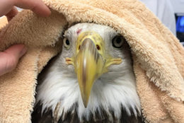 The injured bald eagle that disrupted service on Metro's Blue and Silver lines Wednesday evening in Landover, Maryland, couldn't be saved. (Courtesy City Wildlife)