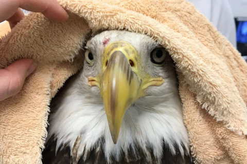 Bald eagle rescued from Metro tracks can’t be saved
