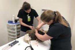 City Wildlife Animal care manager Charlotte Lambert and clinic Director Dr. Kristy Jacobus with the bald eagle found injured near a Metro track. (Courtesy City Wildlife)
