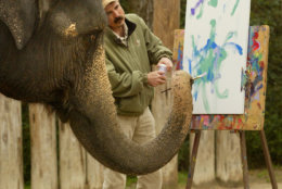 Rasha, an Asian elephant, paints an original work of art, Wednesday, Jan. 5, 2005, as elephant manager Jason Barr checks her work at the Fort Worth Zoo in Fort Worth, Texas. The art is to help raise funds to aid the victims of the Asian tsunami. Rasha, who was born in Thailand in 1973, began her painting career in 1996 and has sold several hundred paintings. The proceeds from the sale of the 24-by-48 inch painting will be donated to the American Red Cross International Response Fund and will be on saleon E-Bay from January 5 to the 12th. (AP Photo/Fort Worth Star-Telegram, Jill  Johnson)