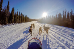 Sled dogs in Alaska