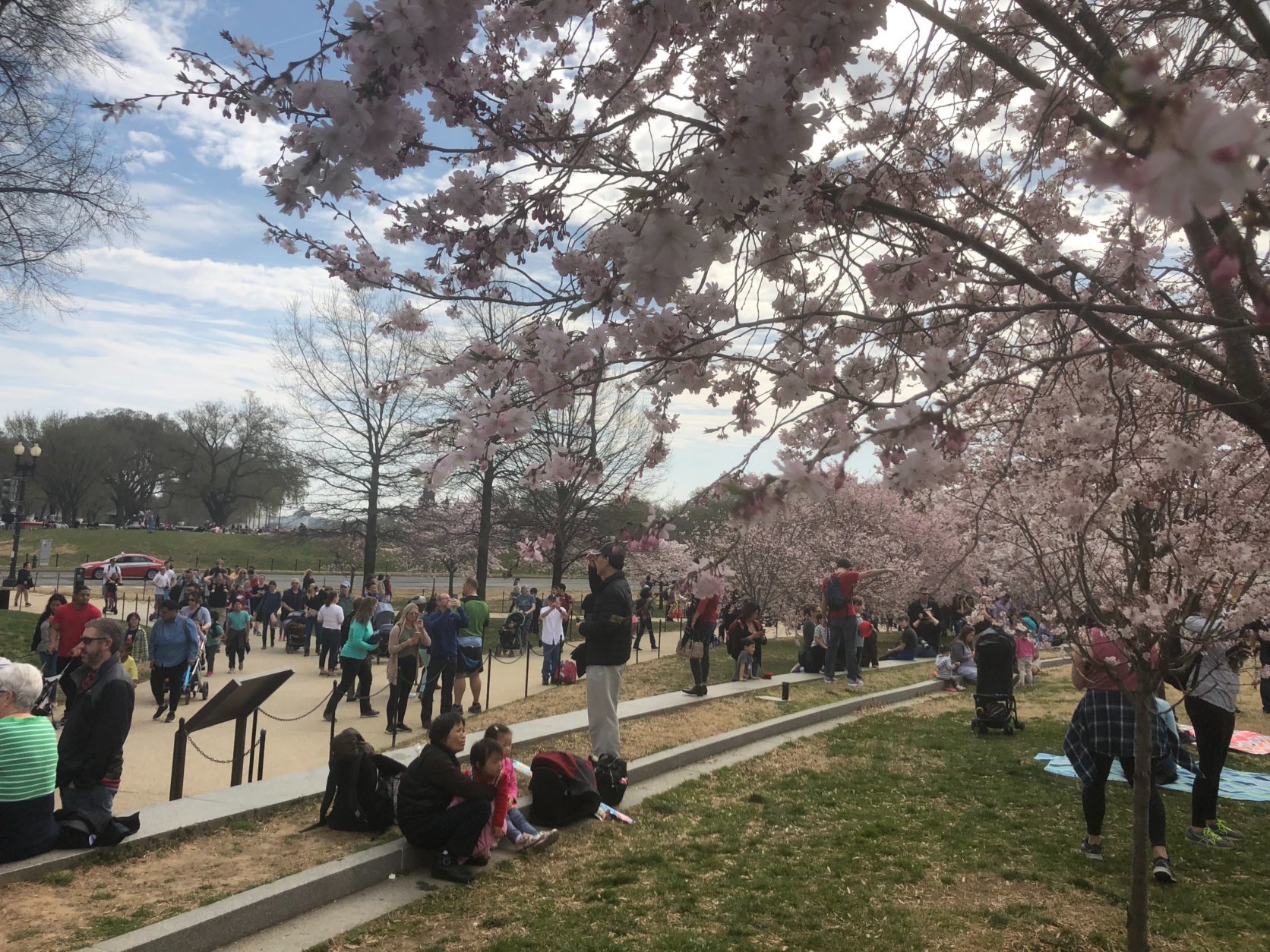  People rest under the cherry blossoms on March 30, 2019. (WTOP/Melissa Howell)