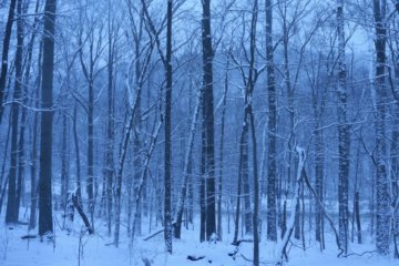Snow in Catoctin Mountains