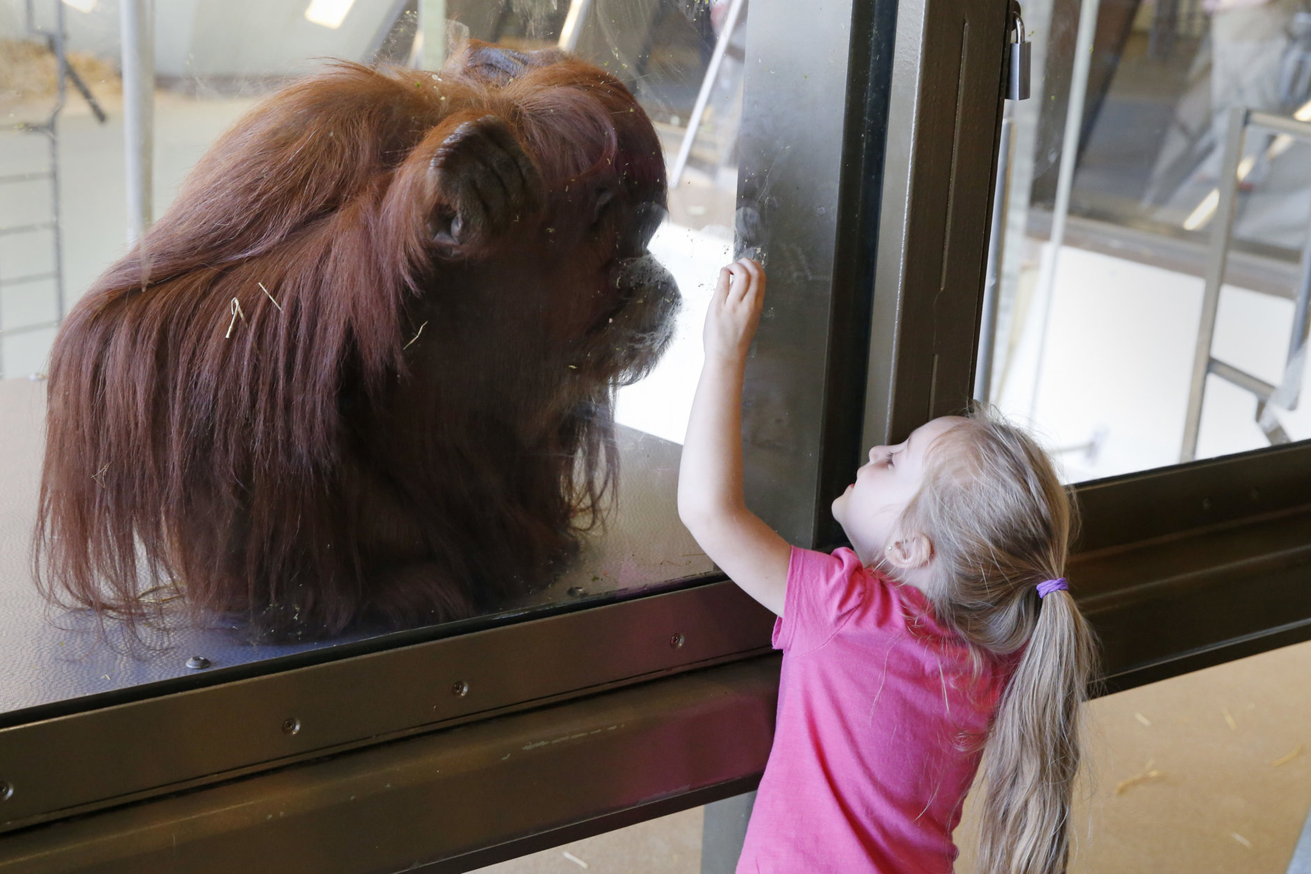In this Friday, May 6, 2016, photo, a visitor to the Indianapolis Zoo's International Orangutan Center gestures to Katy, one of the center's orangutans, in Indianapolis. The zoo started using dynamic pricing in 2014, using software by Digonex. It was a way to prevent overcrowding before the opening of the zoo's popular orangutan exhibit. (AP Photo/Michael Conroy)
