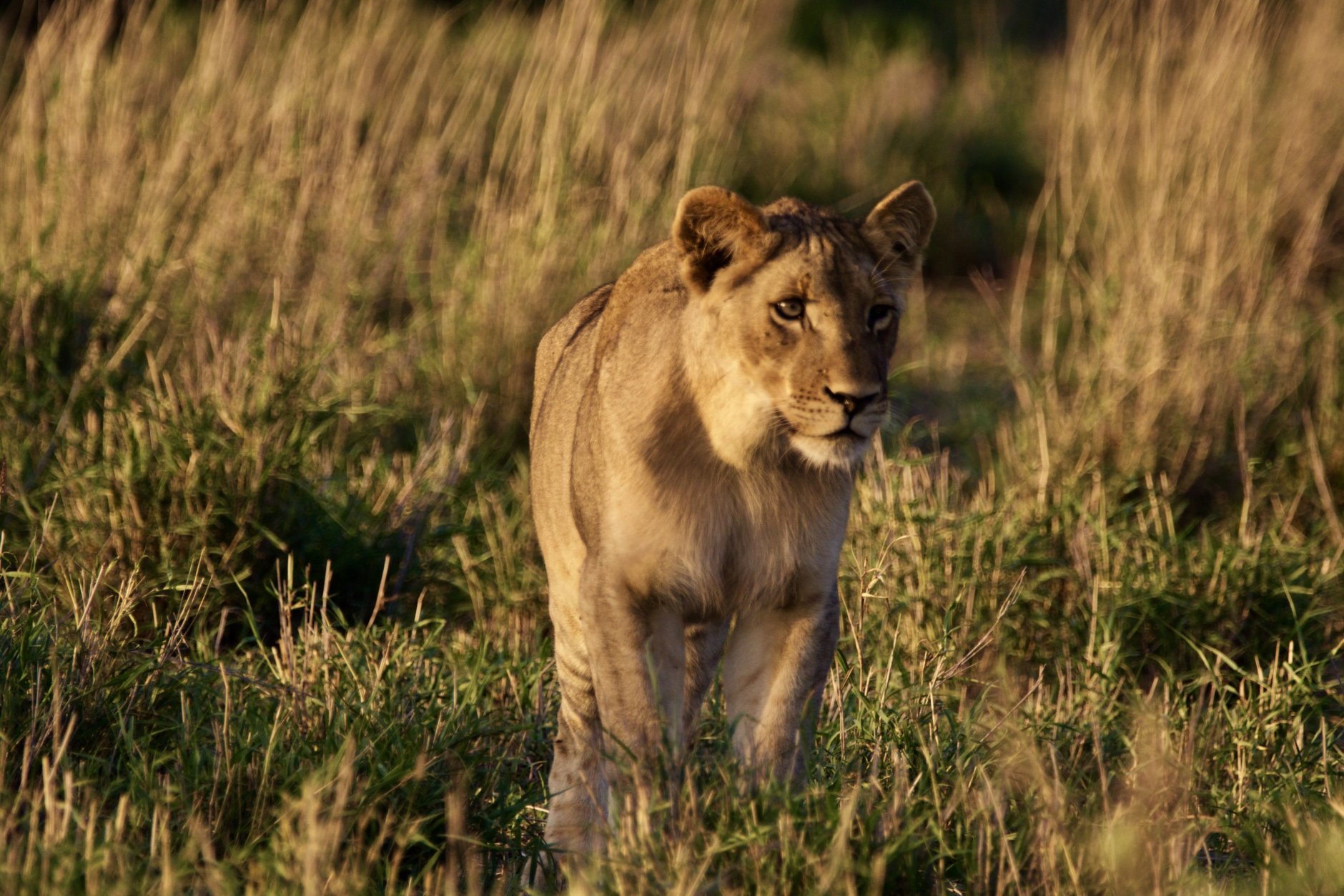 Lioness on the golden hour