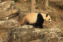 “We know that we have a window of 12 to 24 hours to take action,” said Pierre Comizzoli, who led the team that inseminated Mei Xiang Thursday night. “Now it’s the waiting game.” (WTOP/John Domen)