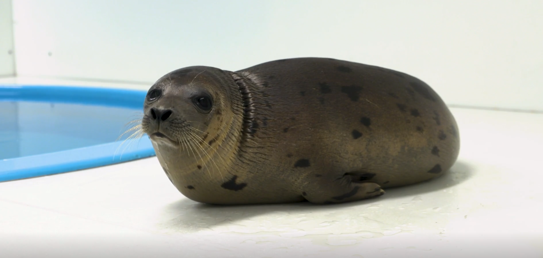 Marie Tharp, a harp seal found in the Ocean City, Maryland, area has been recovering at the National Aquarium. (Courtesy National Aquarium)