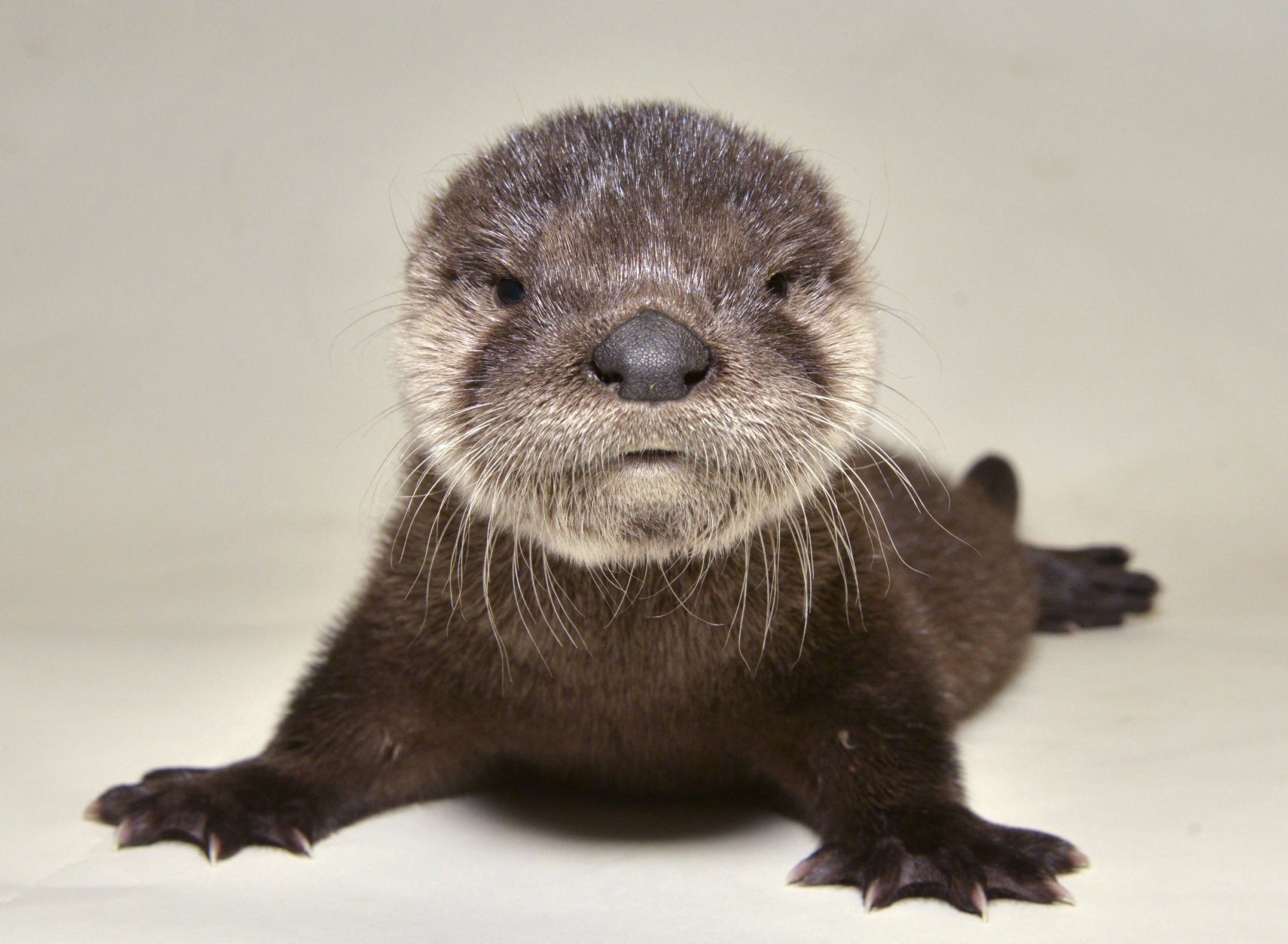 In this April 20, 2017, photo provided by the Arizona Game and Fish Department shows a rescued otter at the Adobe Mountain Wildlife Center in Phoenix, Arizona. The otter was described as dehydrated, hungry and infested with fleas when rescued, but Arizona Game and Fish wildlife staff cared for the otter and fed it a trout mash mixed with kitten's milk to provide appropriate nutrients. Once the otter's condition improved, it was handed off April 26 to Out of Africa Wildlife Park in Camp Verde. (George Andrejko/Arizona Game and Fish Department via AP)