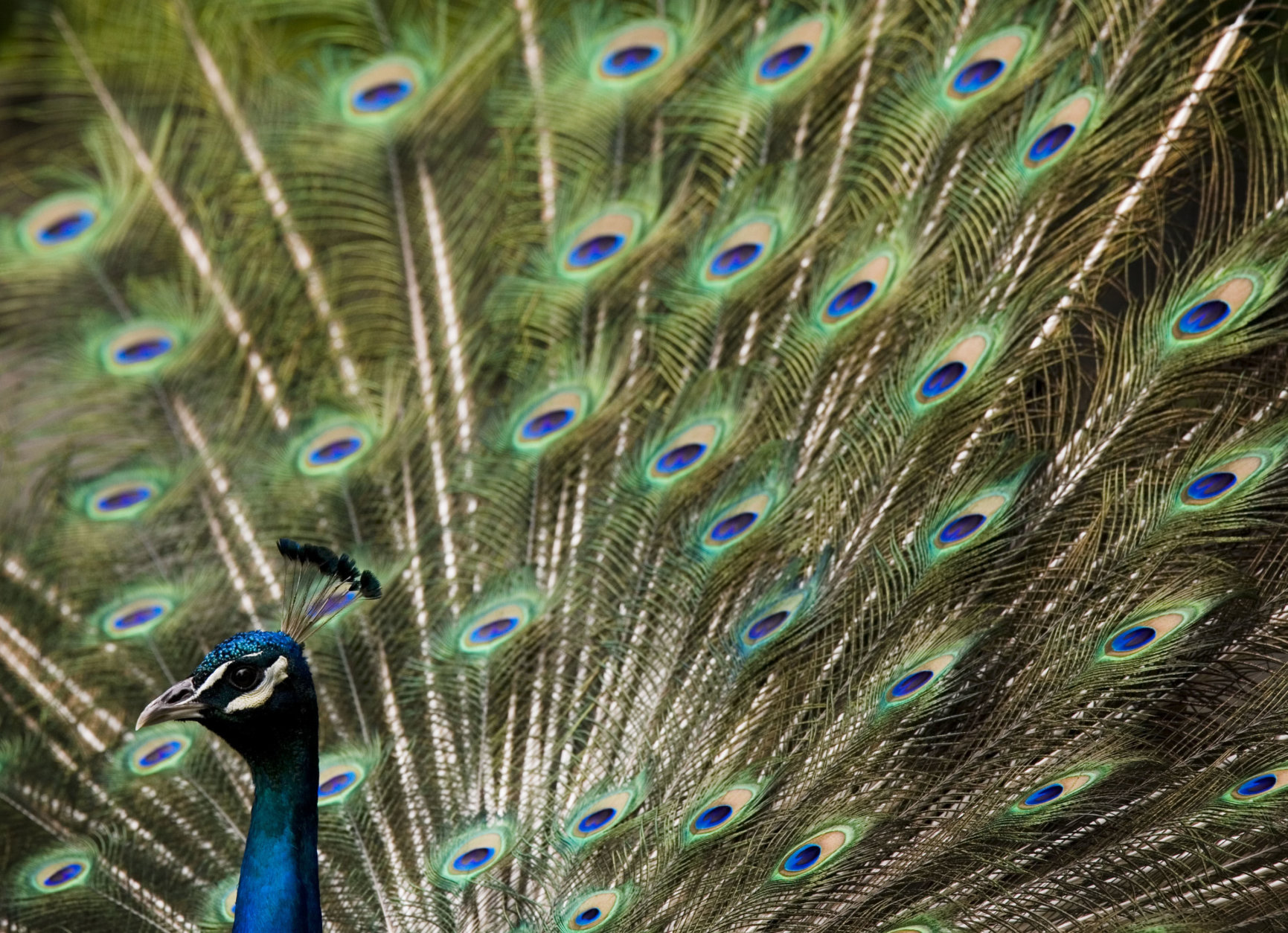 A peacock displays its feathers at the Philadelphia Zoo in Philadelphia, Thursday, June 5, 2008.  (AP Photo/Matt Rourke)
