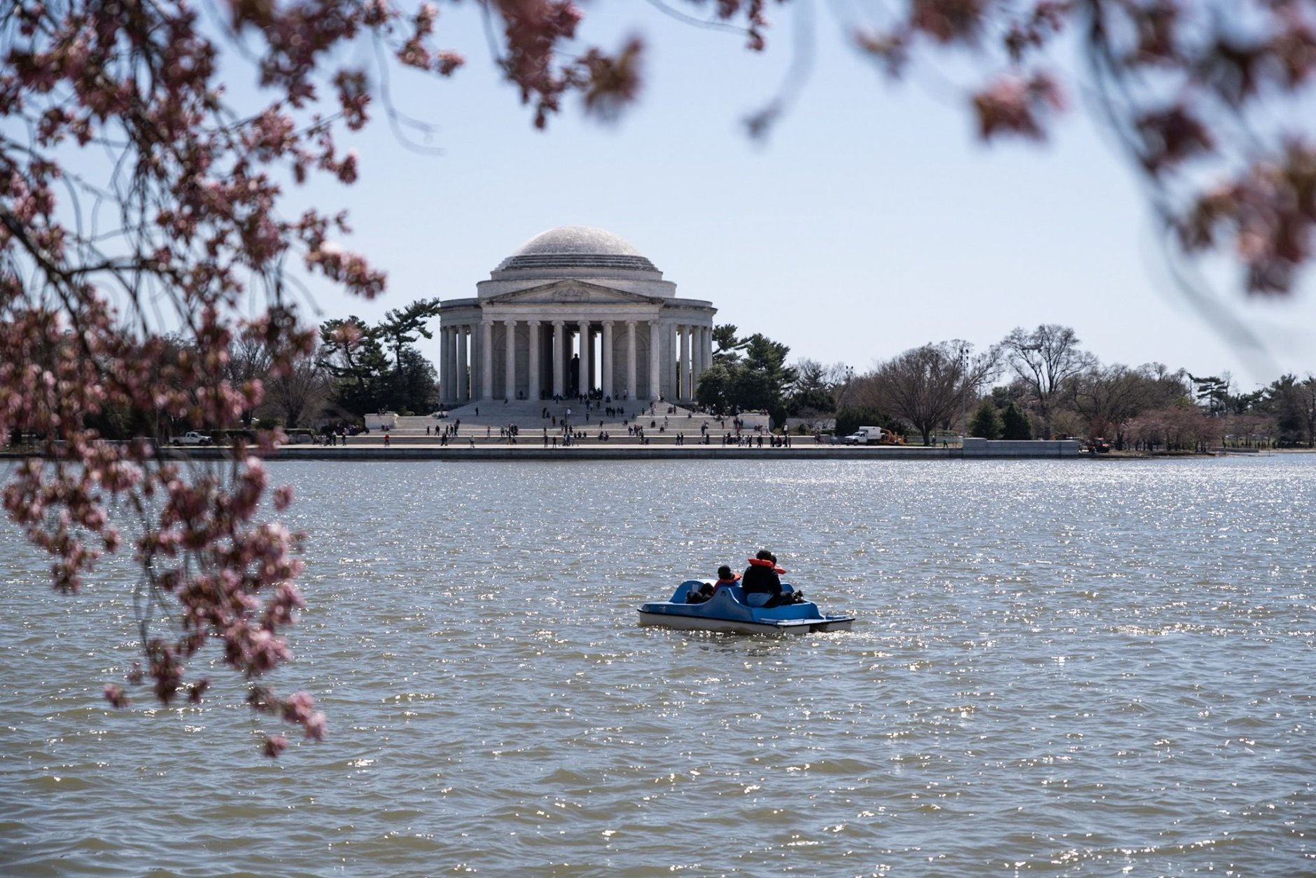 Paddle boats are a popular tourist attraction on the Tidal Basin. Even though crowds were light on March 28 — the middle of the work week — early arrivals to the Cherry Blossom Festival were enjoying a quite morning on the water. (WTOP/Alejandro Alvarez)