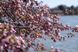 A cluster of cherry blossoms hovers over the Tidal Basin on Thursday, with only a few flowers in bloom — and more to follow in a matter of days. (WTOP/Alejandro Alvarez)