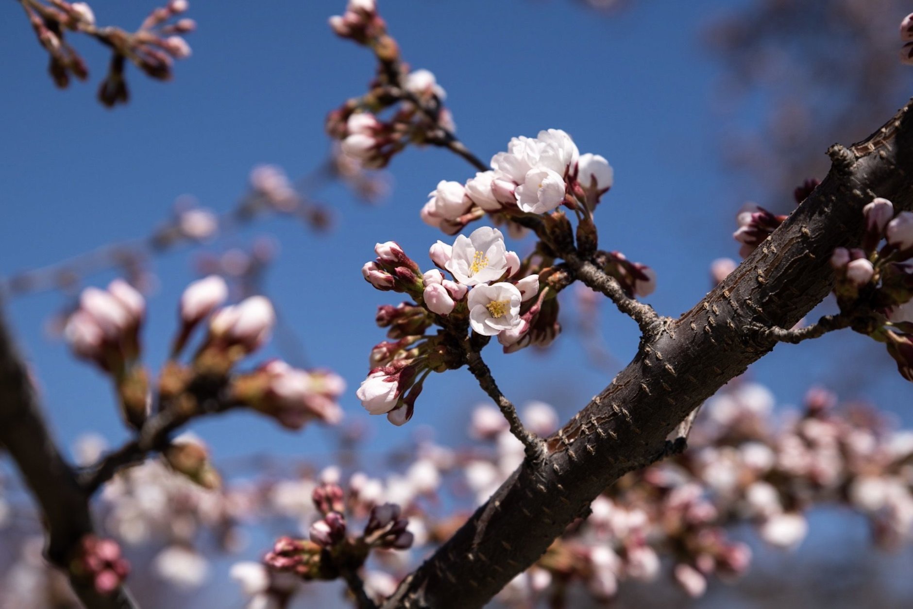 On March 28, three days before the forecast full bloom on April 1, all trees were fully loaded with reddish-pink buds — and a few early blooms, like these. (WTOP/Alejandro Alvarez)