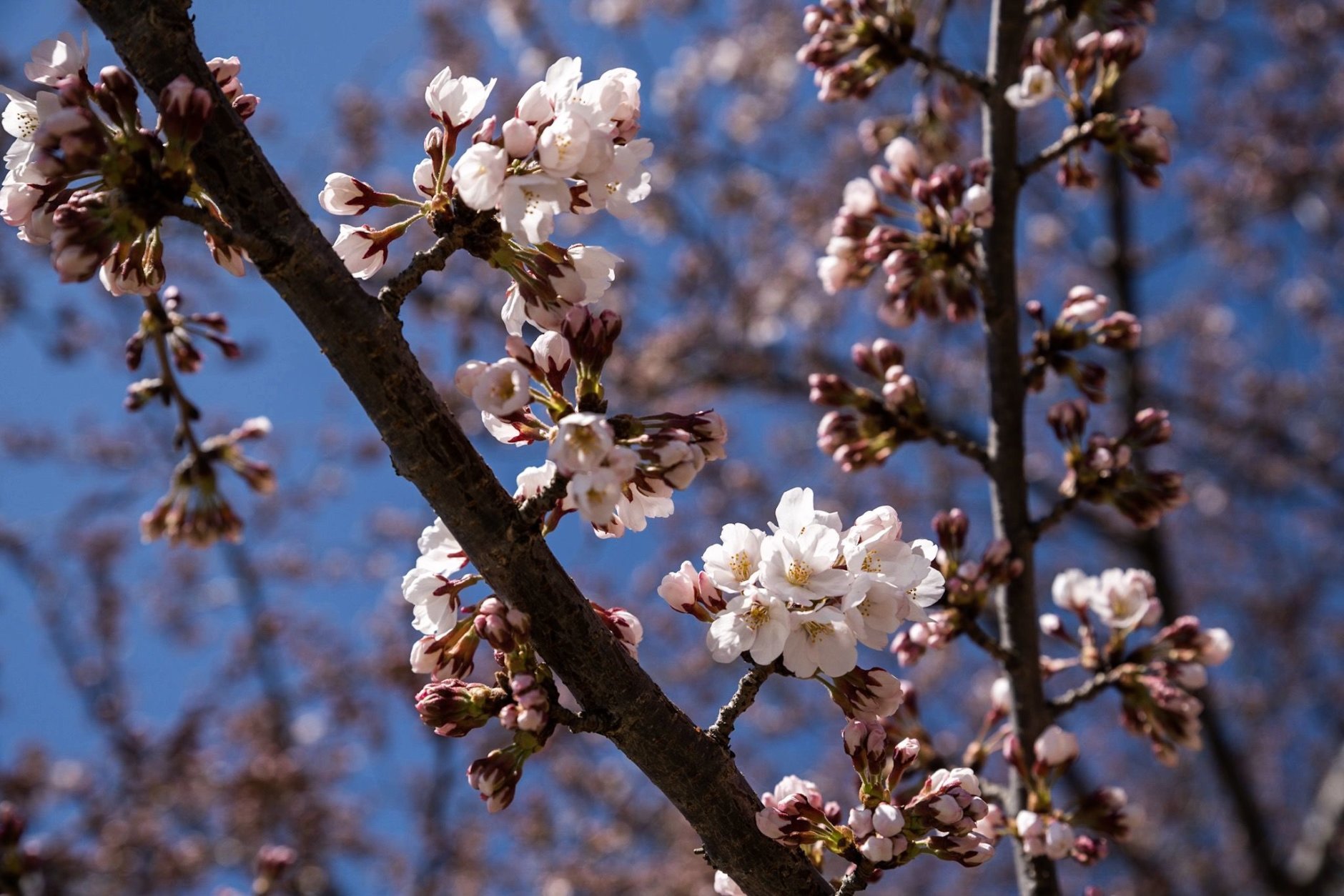 A cluster of white cherry blossoms in bloom on March 28. (WTOP/Alejandro Alvarez)