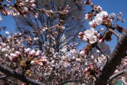 The National Park Service defines “peak bloom” as the day when 70 percent of the Yoshino Cherry’s flowers are open. On March 28, just a few flowers were in full bloom — the majority of the buds were still closed, seen here lower-left. (WTOP/Alejandro Alvarez)